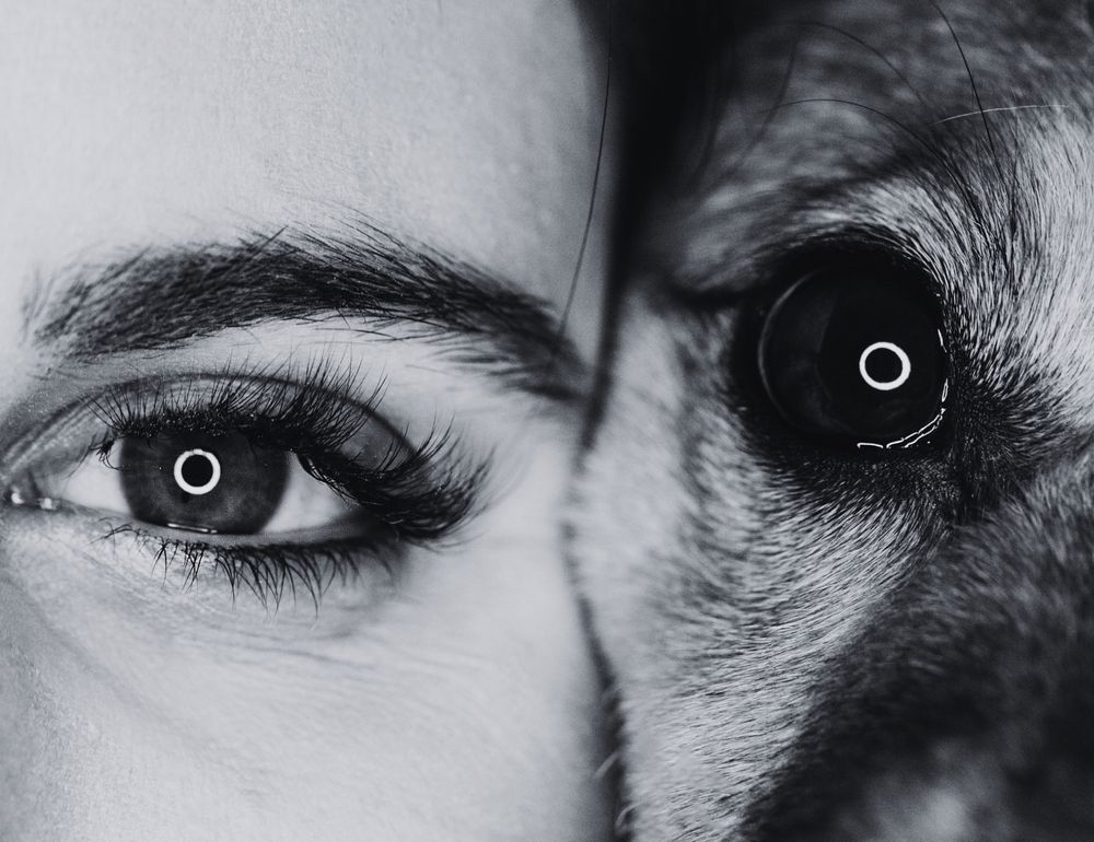 Nahaufnahme Mensch und Hund Augen 