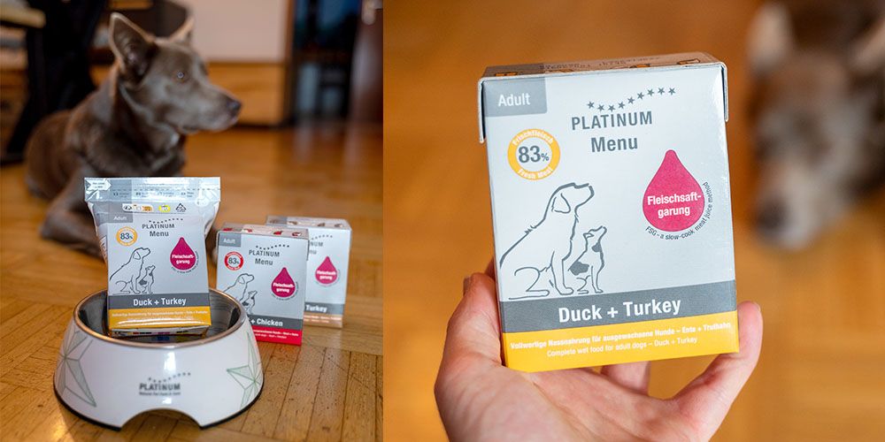 Hundefutter in der Hand und neben Hund