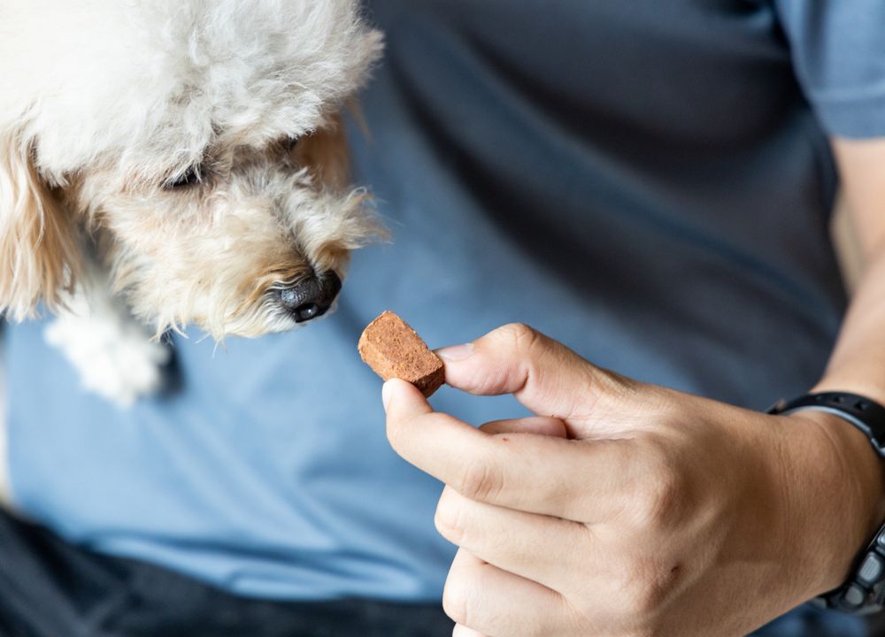 Hund bekommt eine Wurmkur in Form einer Kautablette