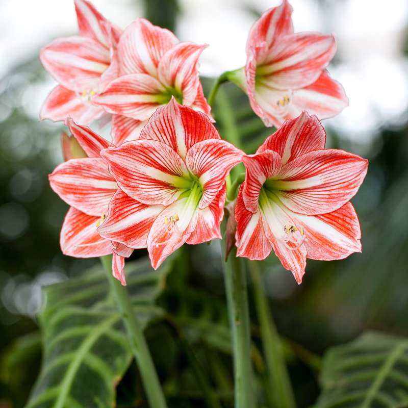 Amaryllis