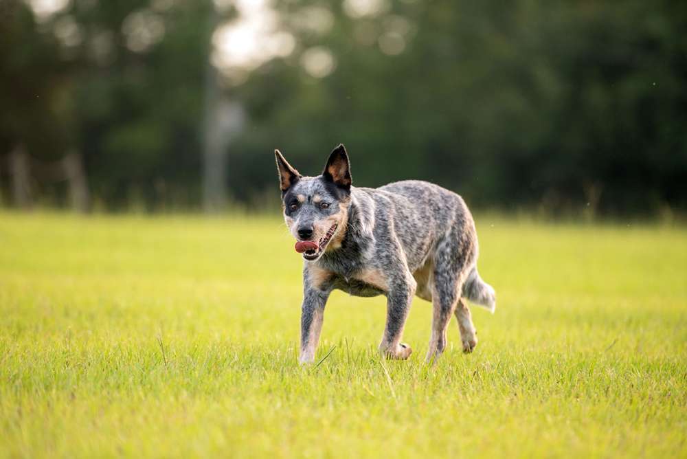 Hunderassen-Australian Cattle Dog-Bild