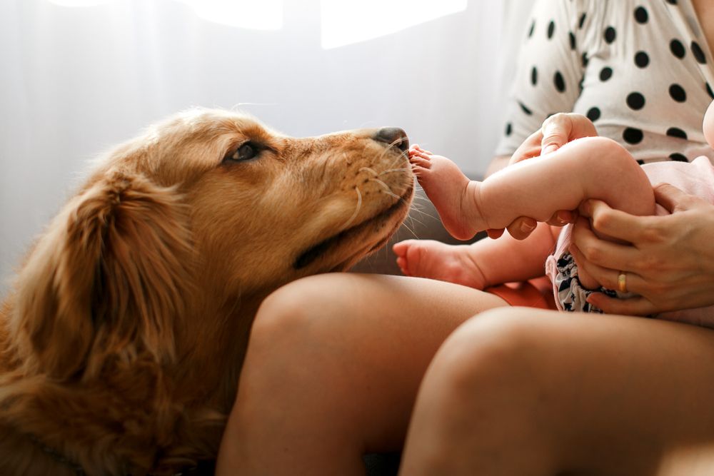 Bild von Golden Retriever, der an Babyfu&szlig; schn&uuml;ffelt