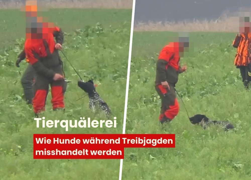 Blog-Bei Treibjagden verprügelt - wie Jäger:innen Hunde während der Jagd misshandeln -Bild