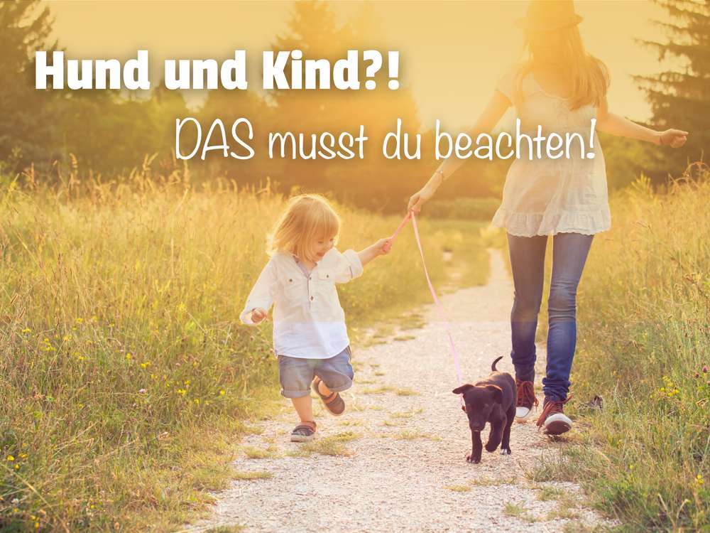 Hund und Kind aneinander gewöhnen: Wie gelingt das harmonische Zusammenleben? 🐶👶