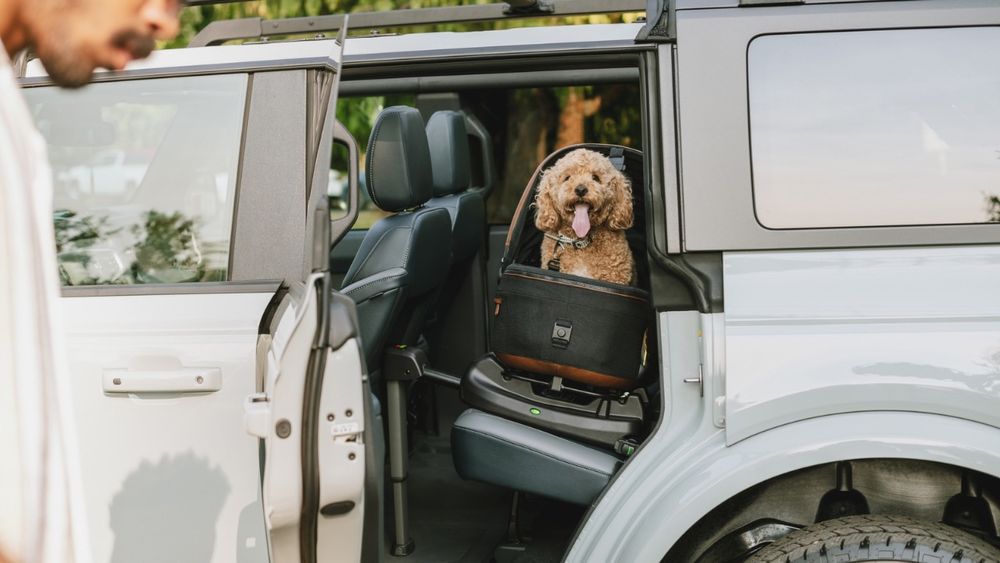 Hund sitzt in Maeve Autositz im Auto