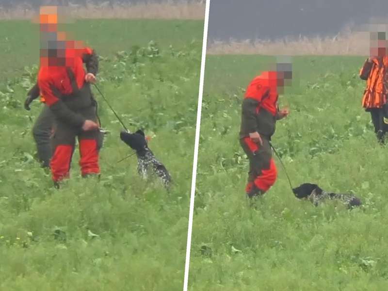 Treibjagd zeigt schrecklichen mit den Hunden 
