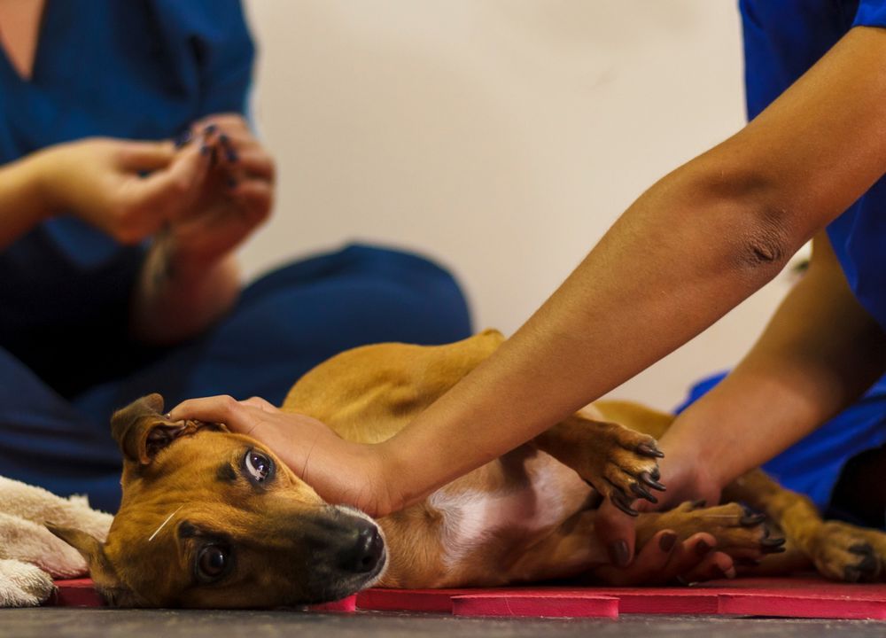 Hund liegt auf behandlungstisch und schaut verängstigt 