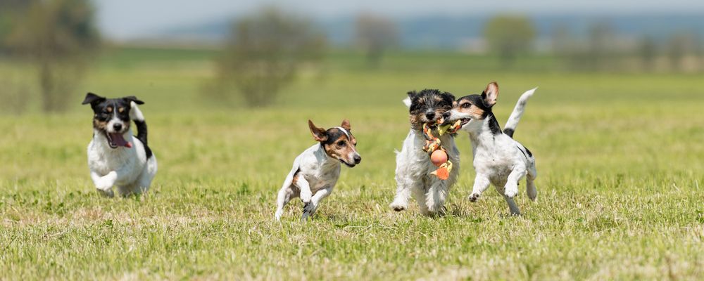 Vier Jack Russell Terrier rennen und spielen