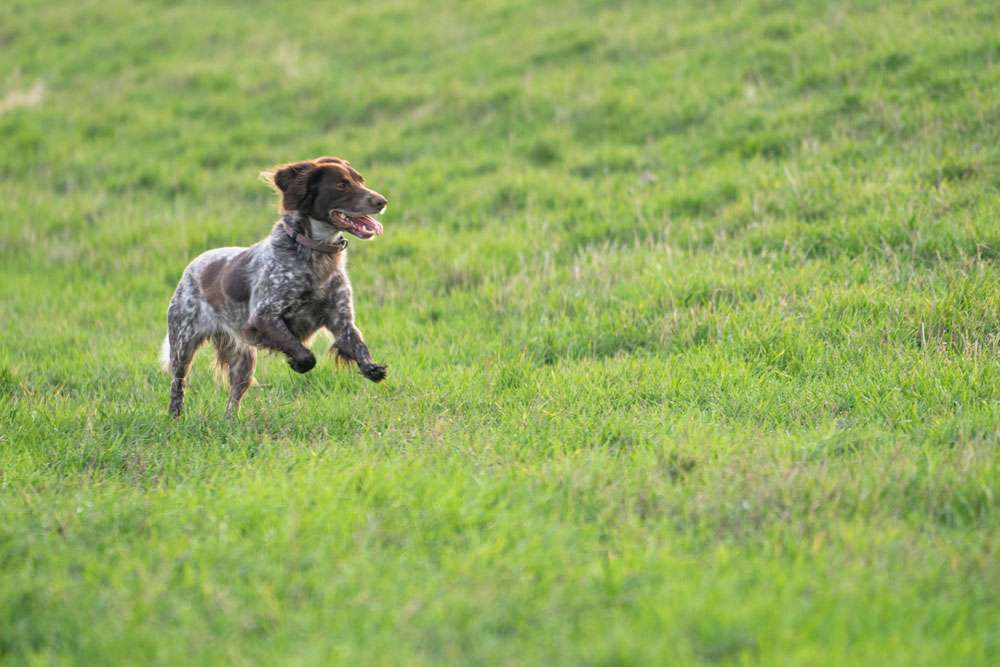 Hunderassen-Kleiner Münsterländer-Bild