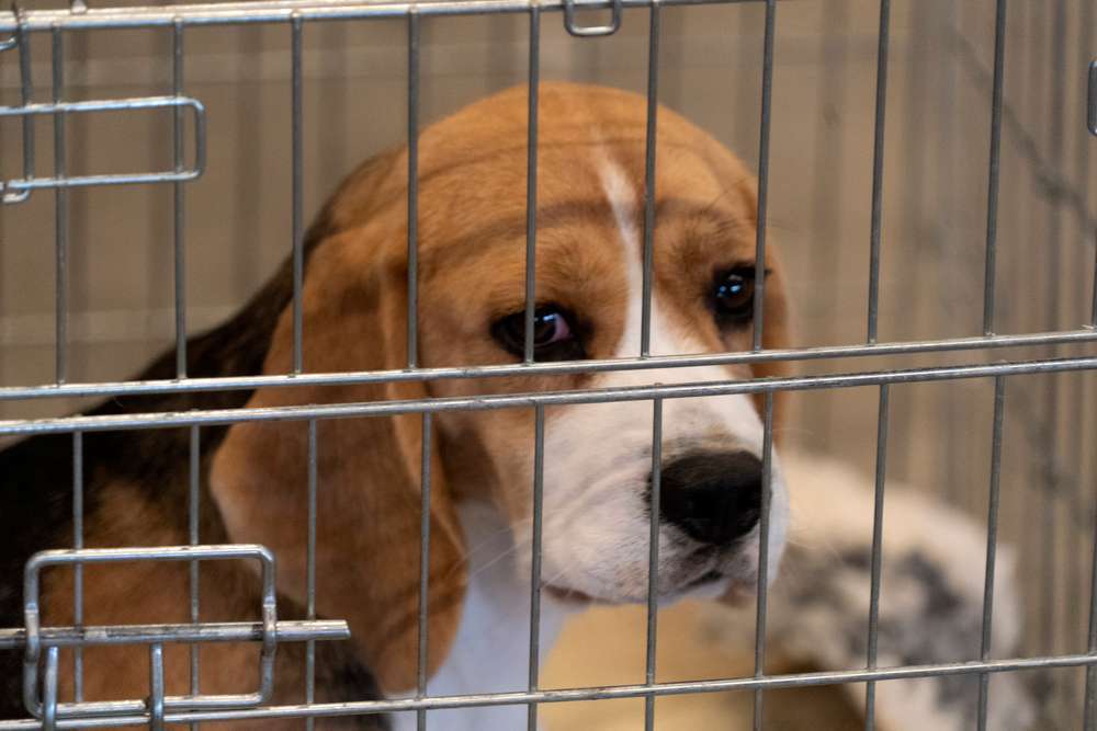 Warum gibt es immer noch Tierversuche? Das Schicksal der Laborhunde