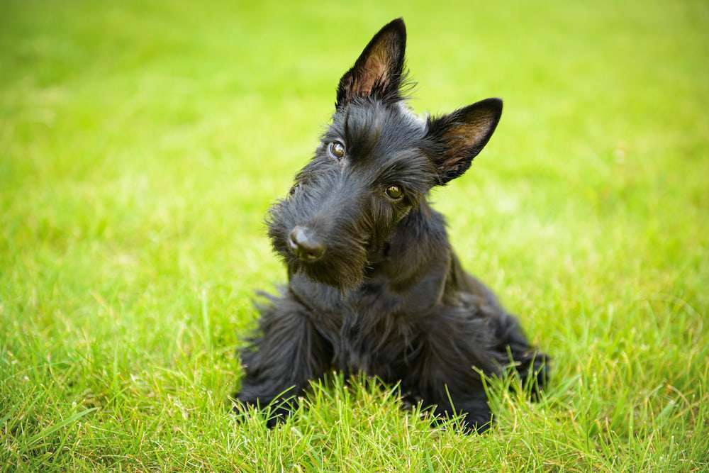 Hunderassen-Scottish Terrier-Bild