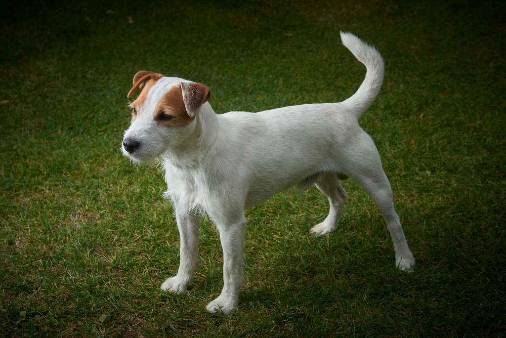 Hunderassen-Parson Jack Russell Terrier-Bild