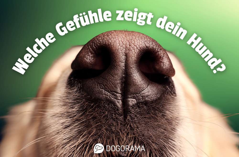 Blog-🐾 Fühlen Hunde wie wir? Neue Erkenntnisse über die Emotionen unserer Vierbeiner-Bild