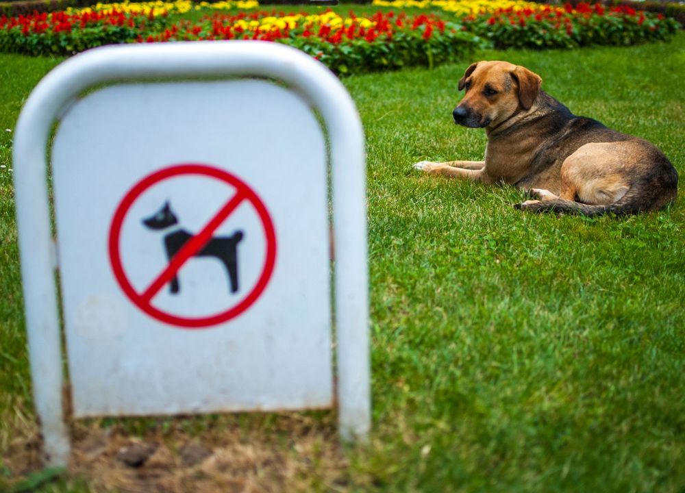 Hund liegt auf wiese, davor ein Hundeverbotsschild