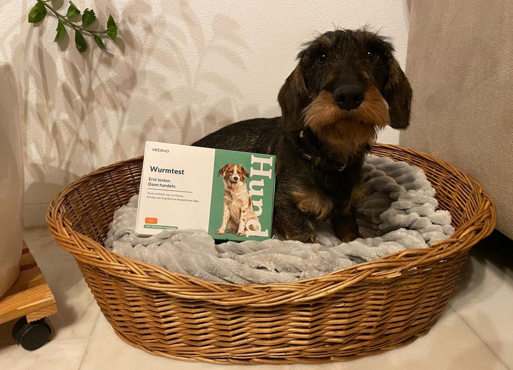 Hund Biene mit dem vetevo Wurmtest