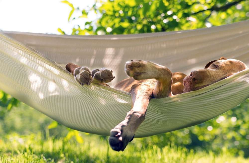 Blog-Hunde und die Sonne: Tipps für heiße Sommertage-Bild