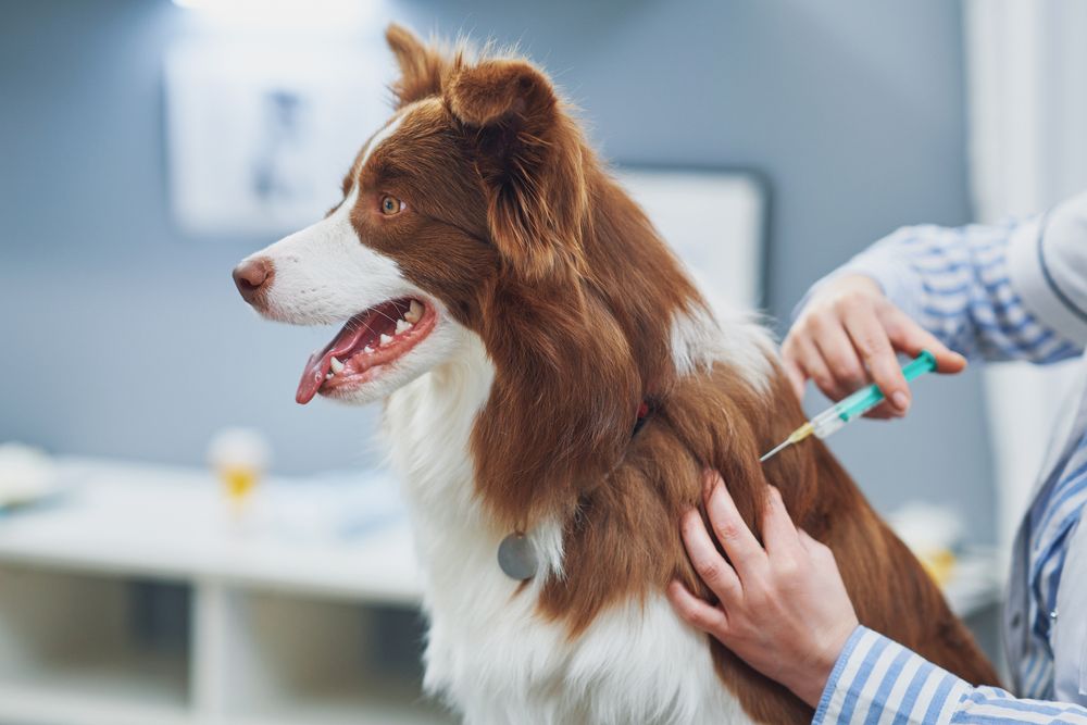 Hund bekommt eine Impfung gegen Zwingerhusten beim Tierarzt