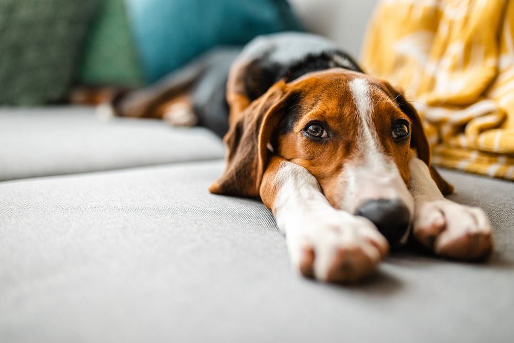 Bild von ersch&ouml;pftem Hund