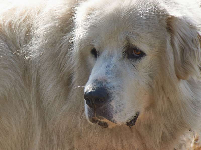 Herdenschutzhund Nahaufnahme