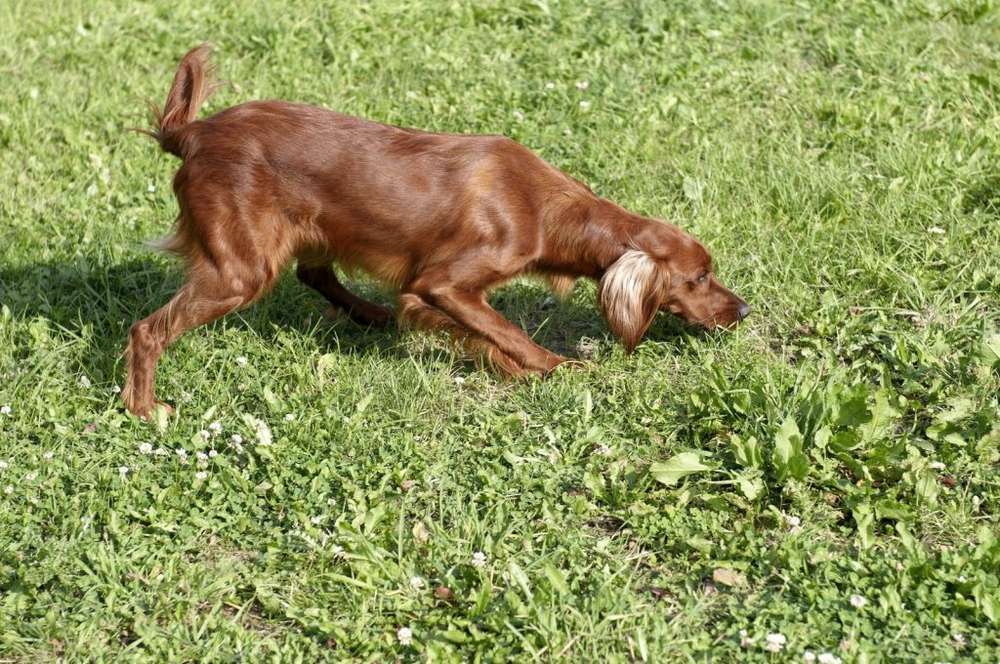 Hunderassen-Irish Red Setter-Bild