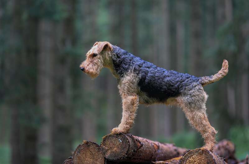 Airedale Terrier