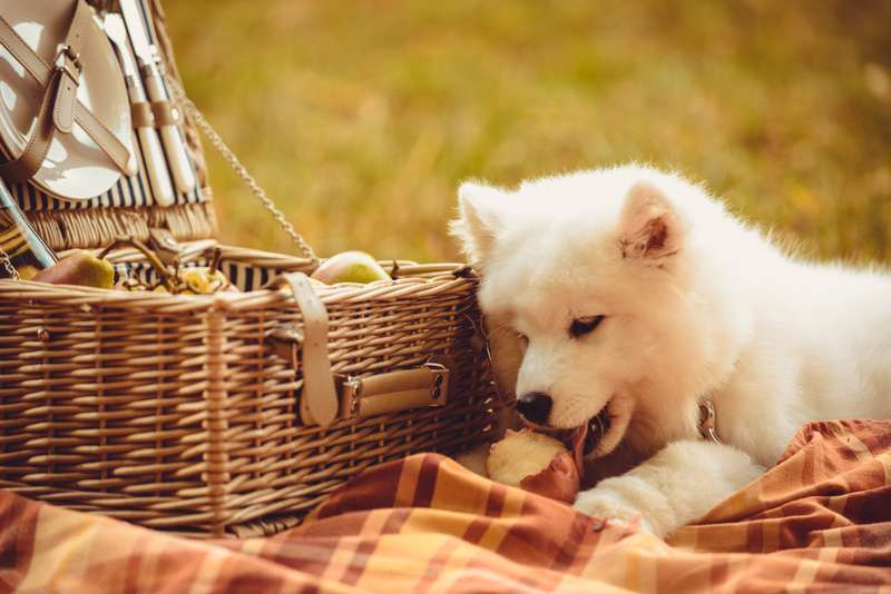 Picknick mit einem Samojeden