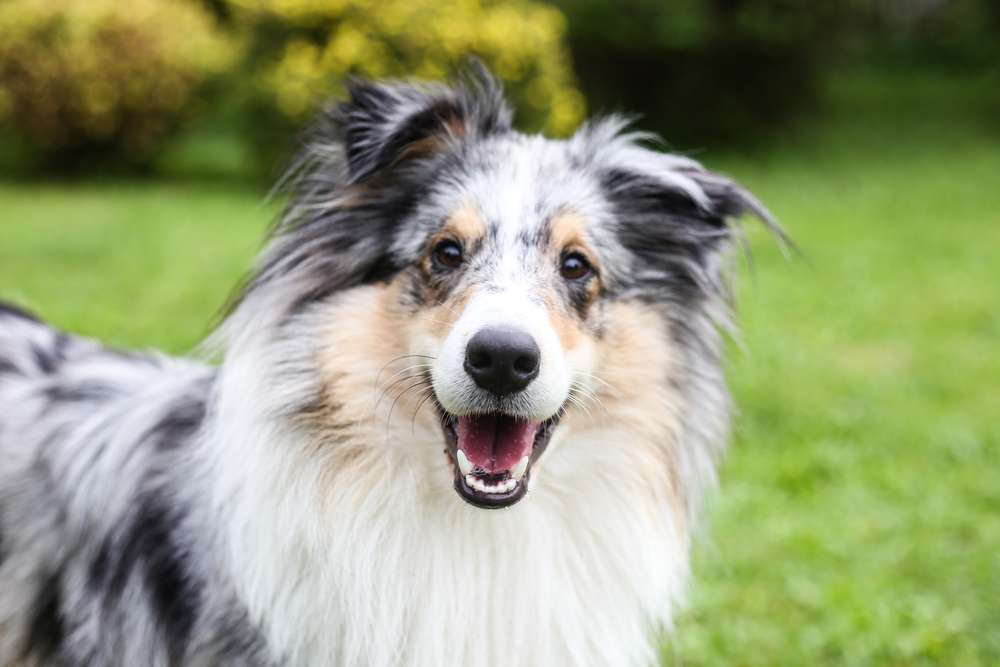 Hunderassen-Shetland Sheepdog-Bild
