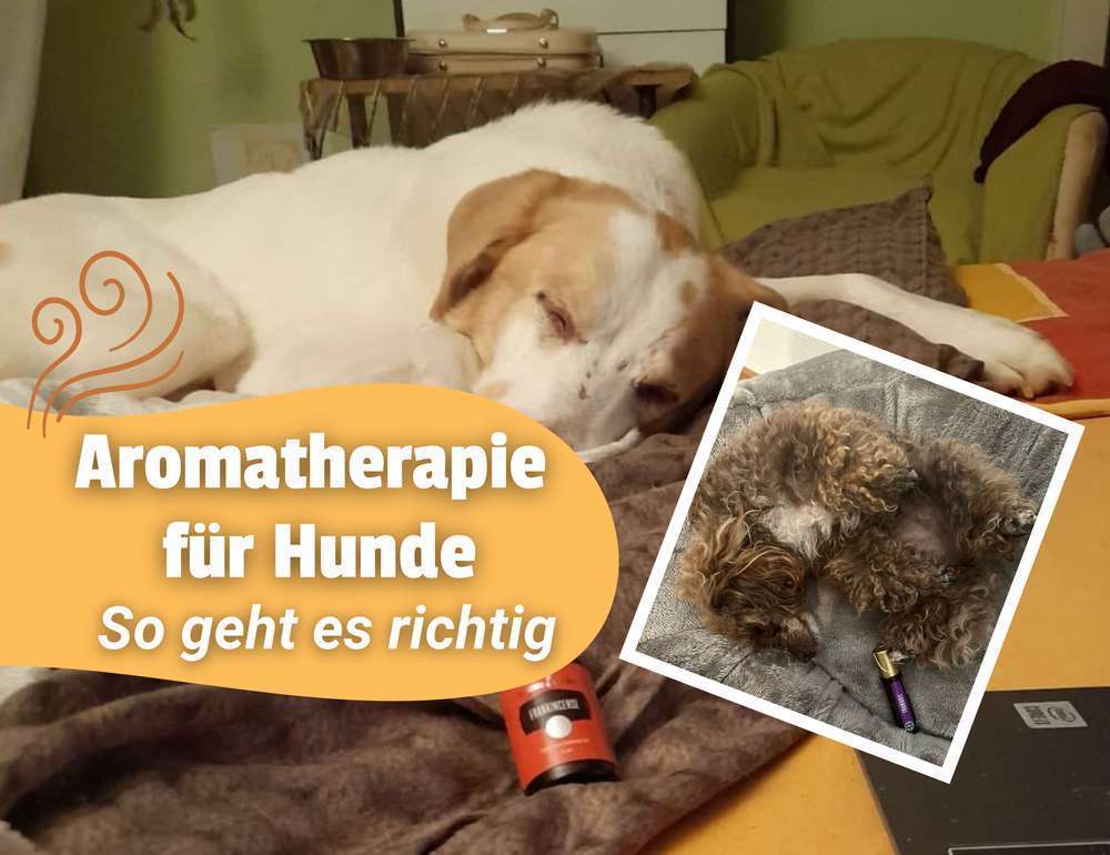 Blog-Ätherische Öle für Hunde – Natürliche Entspannung & Pflege für mehr Wohlbefinden: mit diesen Tipps sicher und effektiv starten 💡-Bild