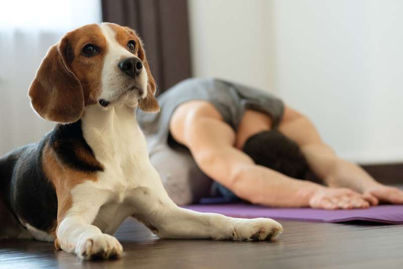 Hunde macht mit Herrchen Yoga