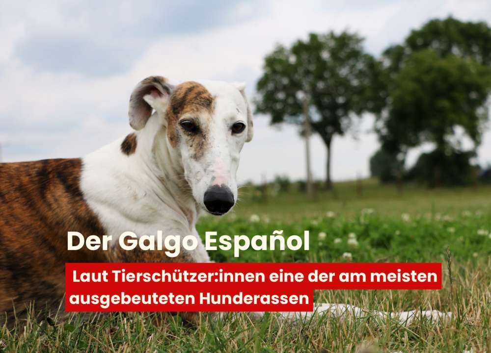 Blog-Das Schicksal des Galgo Español: Ein Blick hinter Spaniens Jagdtradition-Bild
