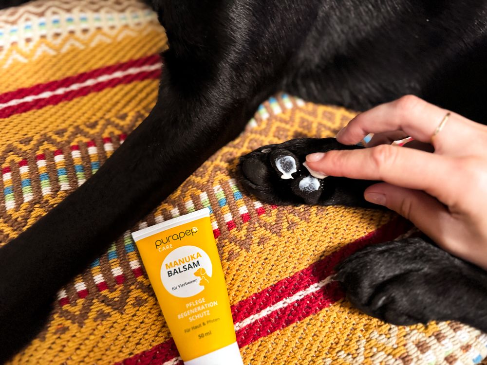 Auftragen des Pfotenbalsams auf die Pf&ouml;tchen