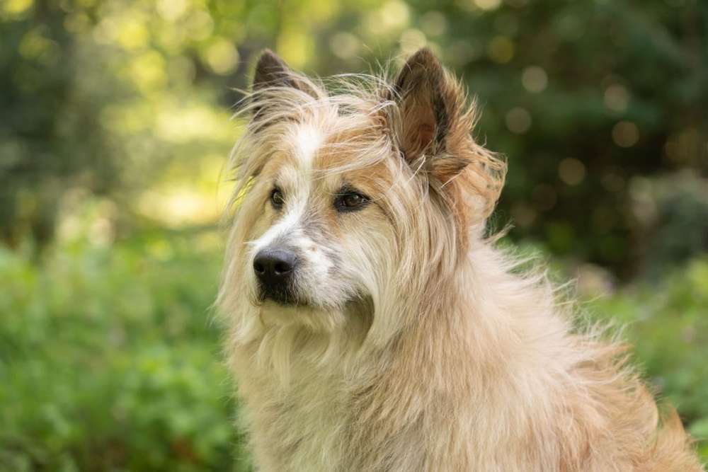 Hunderassen-Elo-Bild