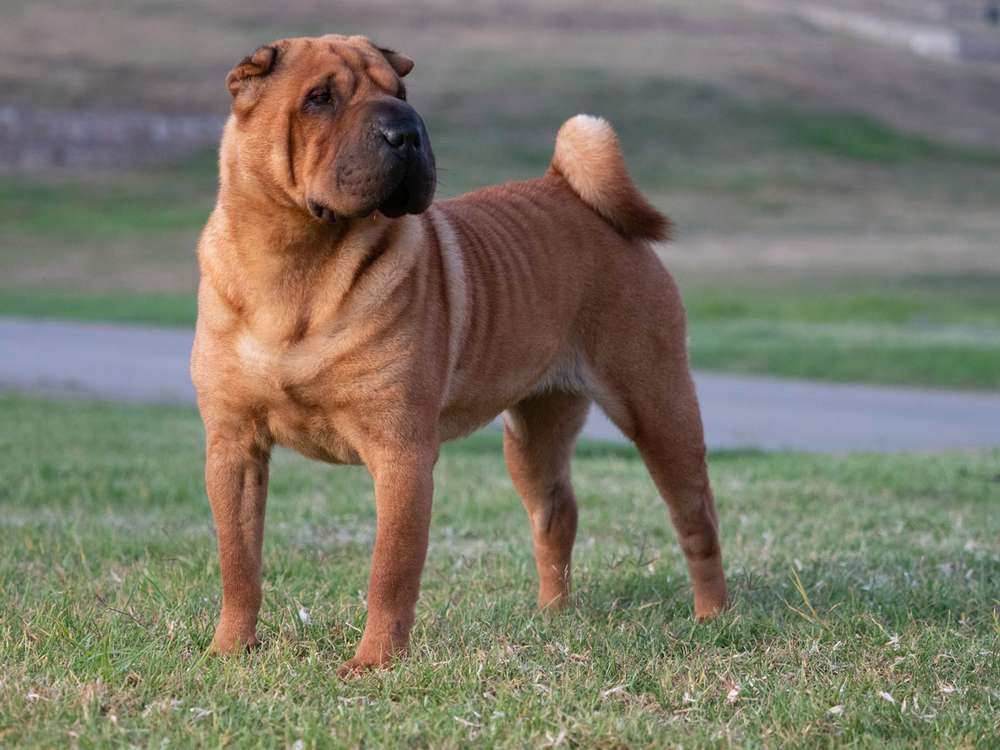Hunderassen-Shar Pei-Bild