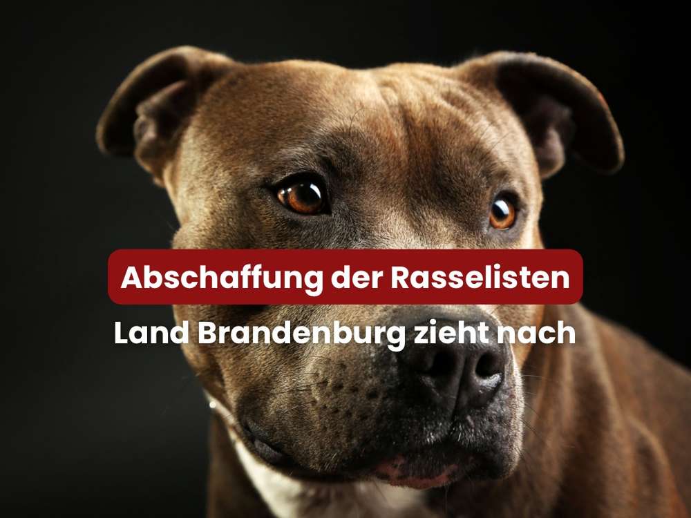Blog-Brandenburg will Rasse-Liste für Hunde abschaffen!-Bild