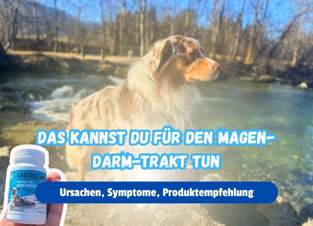 Blog-Darmbeschwerden beim Hund: Ursachen, Symptome und passende Futterergänzungsmittel - Unser Tipp: Gasteel Vet 👩‍⚕️-Bild
