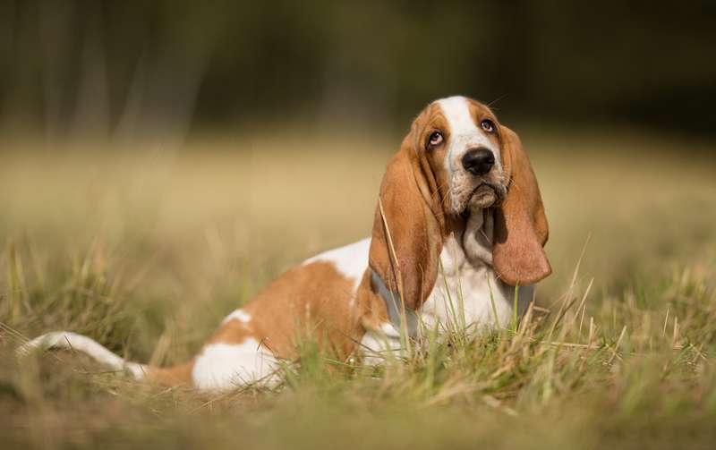 Basset Hound