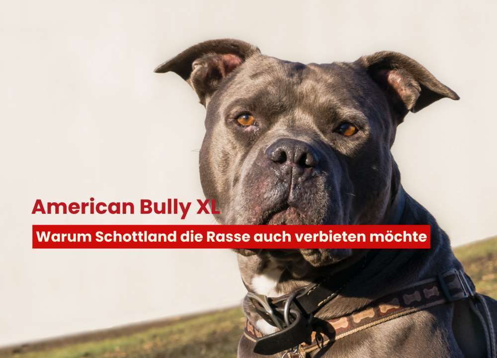 Blog-American Bully XL Verbot nun auch in Schottland? Warum die Rasse verboten werden soll-Bild