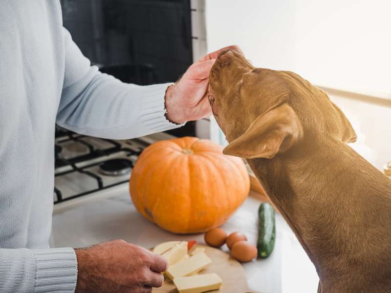 Mann kocht etwas mit K&uuml;rbis und l&auml;sst seinen Hund naschen