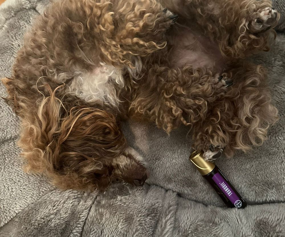 Hund mit &auml;therischem &Ouml;l