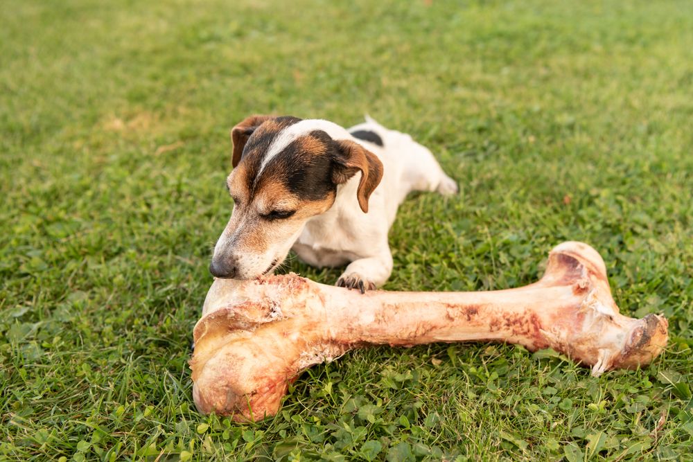 Hund nagt an einem Knochen