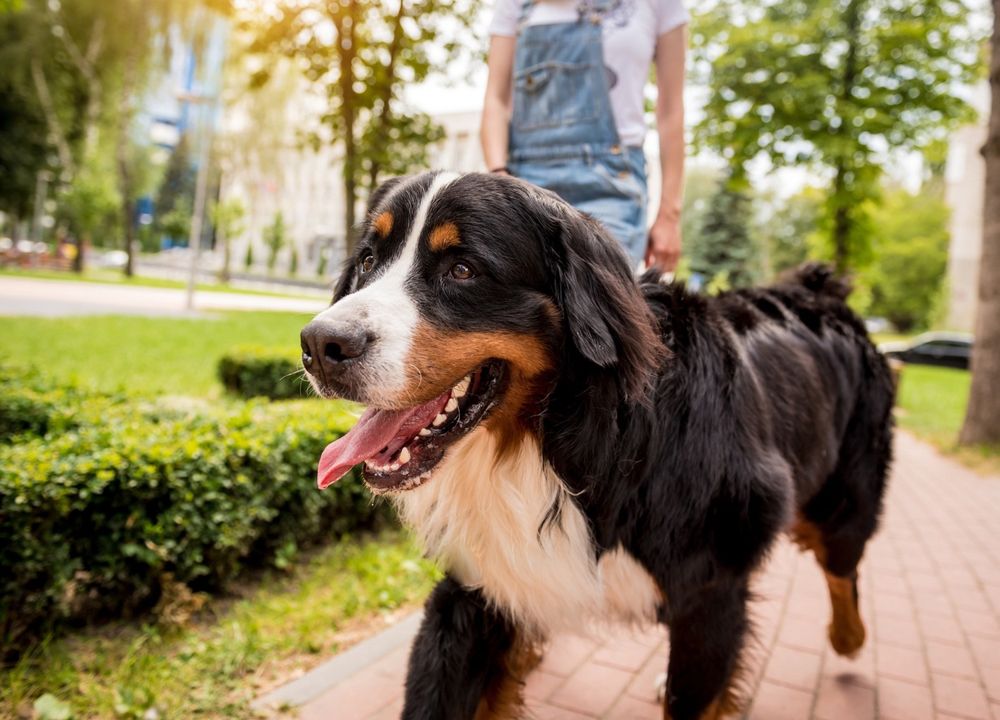 Hund läuft durch Park und hechelt