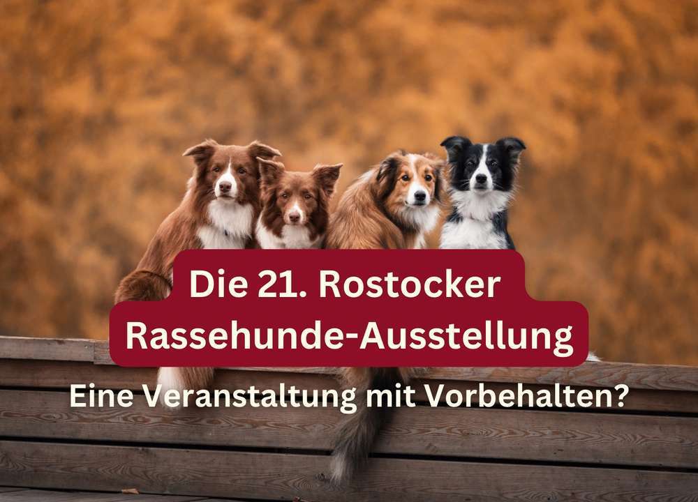 Die 21. Rostocker Rassehunde-Ausstellung: Eine Veranstaltung mit Vorbehalten?