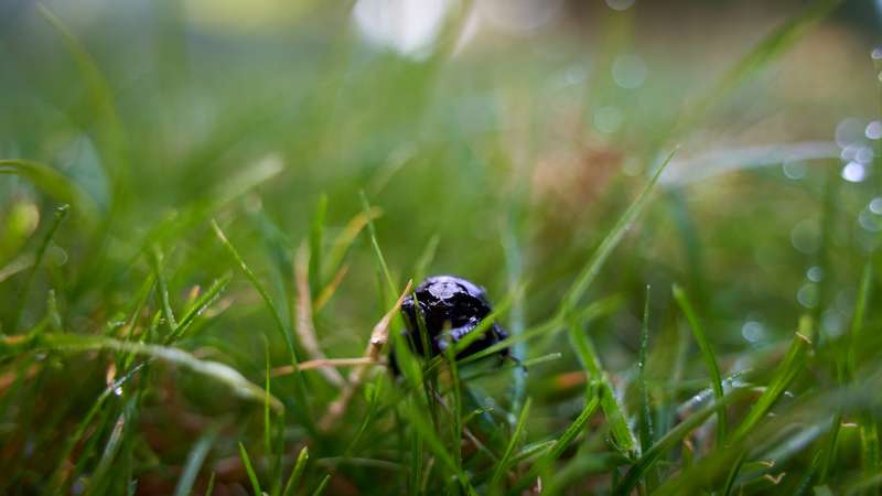 Schwarzblauer &Ouml;lk&auml;fer