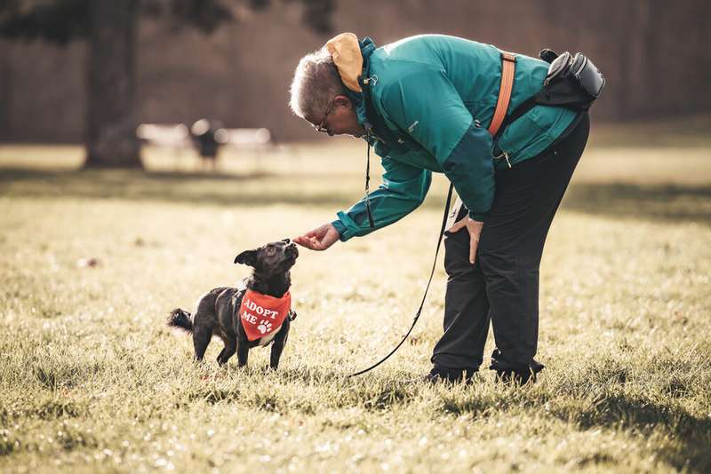 Hund und Mensch auf einem Bark Date