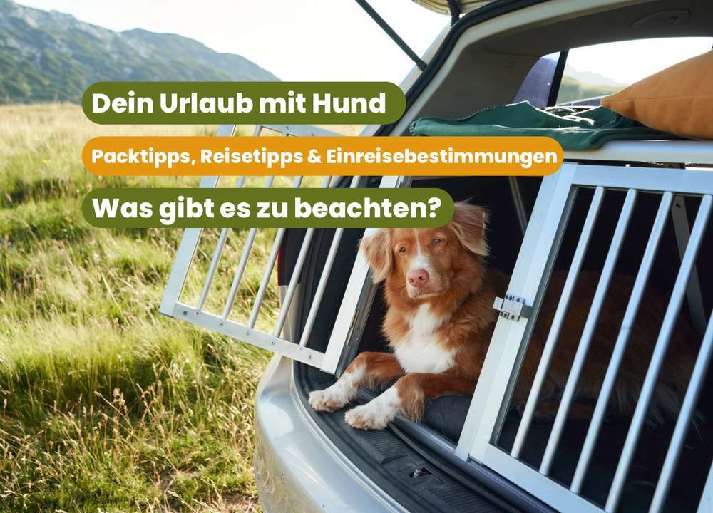 Reisen mit Hund - Der ultimative Guide inklusive Tipps, Ratschlägen und Vorschriften