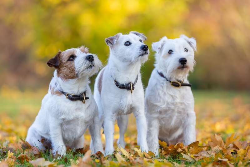 Drei Parson Jack Russell Terrier
