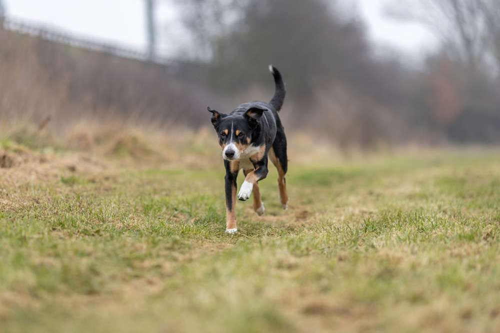 Hunderassen-Appenzeller Sennenhund-Bild