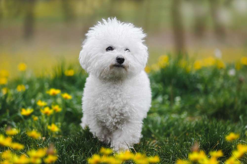 Hunderassen-Bichon Frisé-Bild