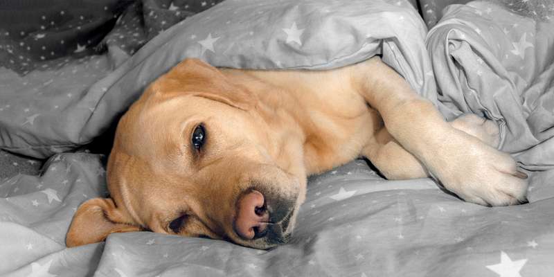 Labrador liegt schläfrig im Bett