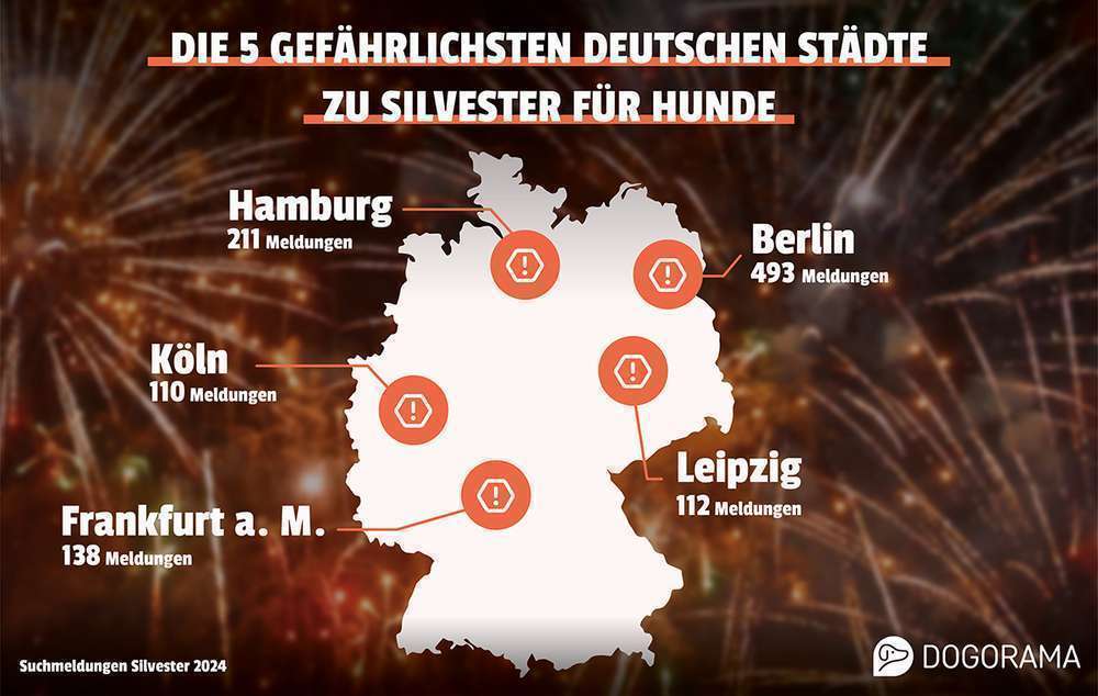 Presse-Silvester-Schock für Haustiere: Berlin ist Deutschlands gefährlichste Stadt für Hunde-Bild
